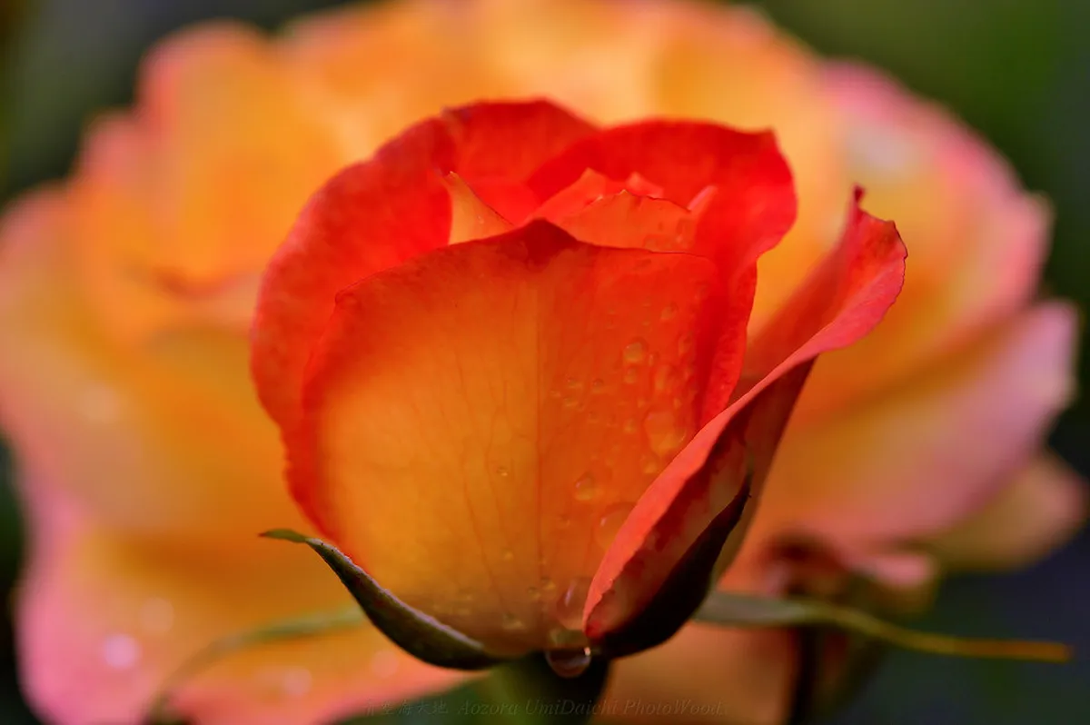 Dress Code for Salzburg Opera in Winter 2026 Guide