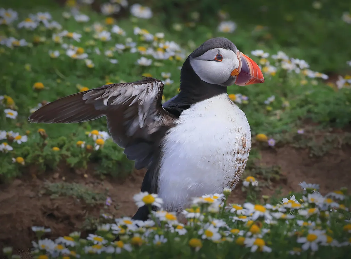 Visiting the puffin rescue center in Heimaey winter