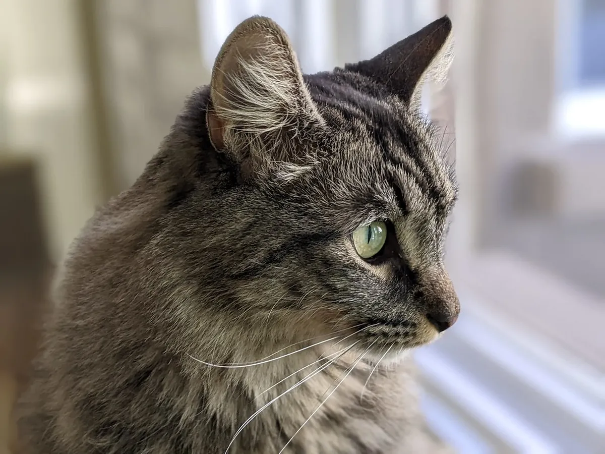 What Happens If the Heimaey Ferry Is Cancelled?