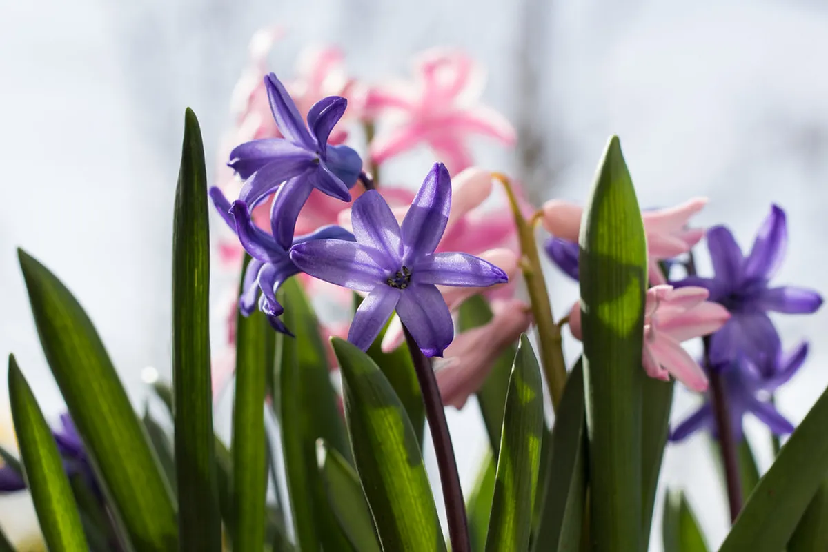 15 Free Winter Things to Do in Reykjavík 2026