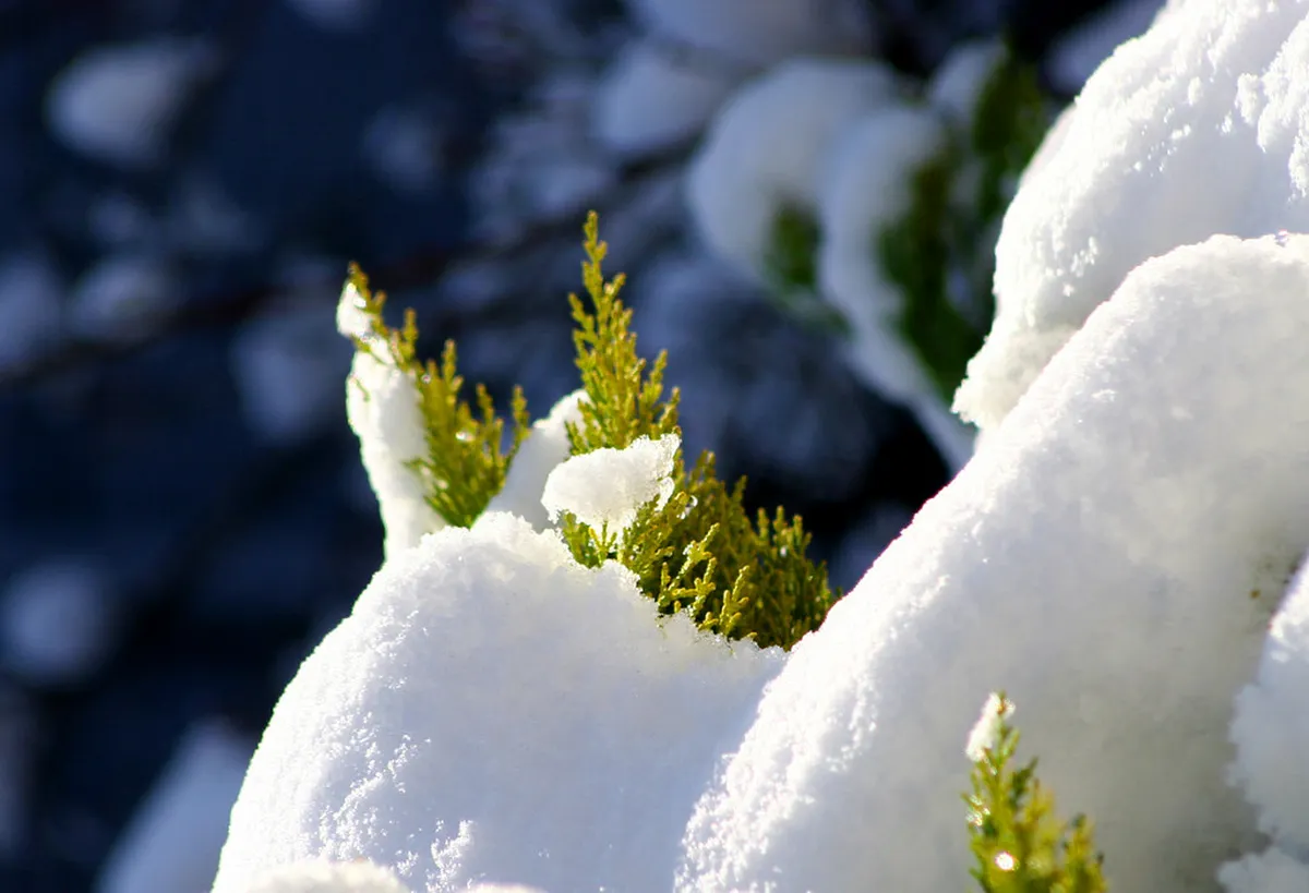 Beppu Winter Travel Guide 2026: Hot Springs & Snow