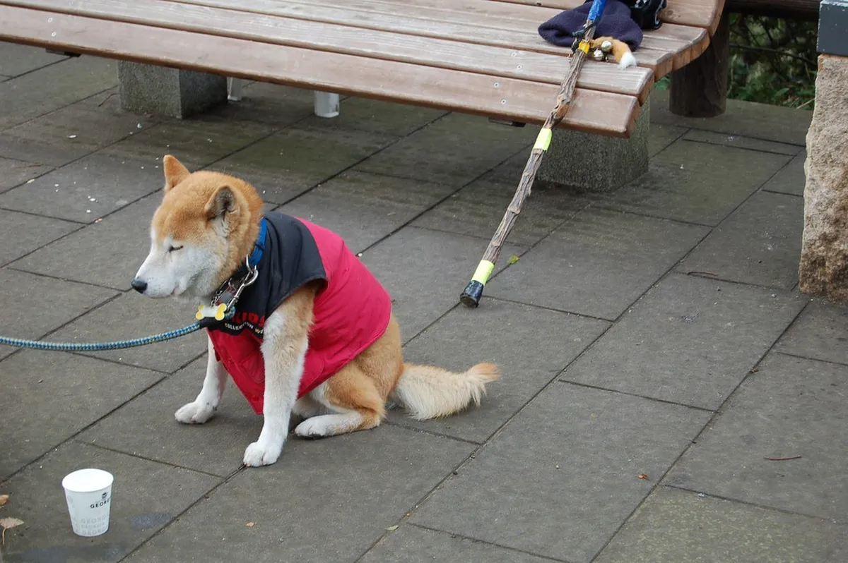 Viewing Sakurajima from Shiroyama Park in Winter