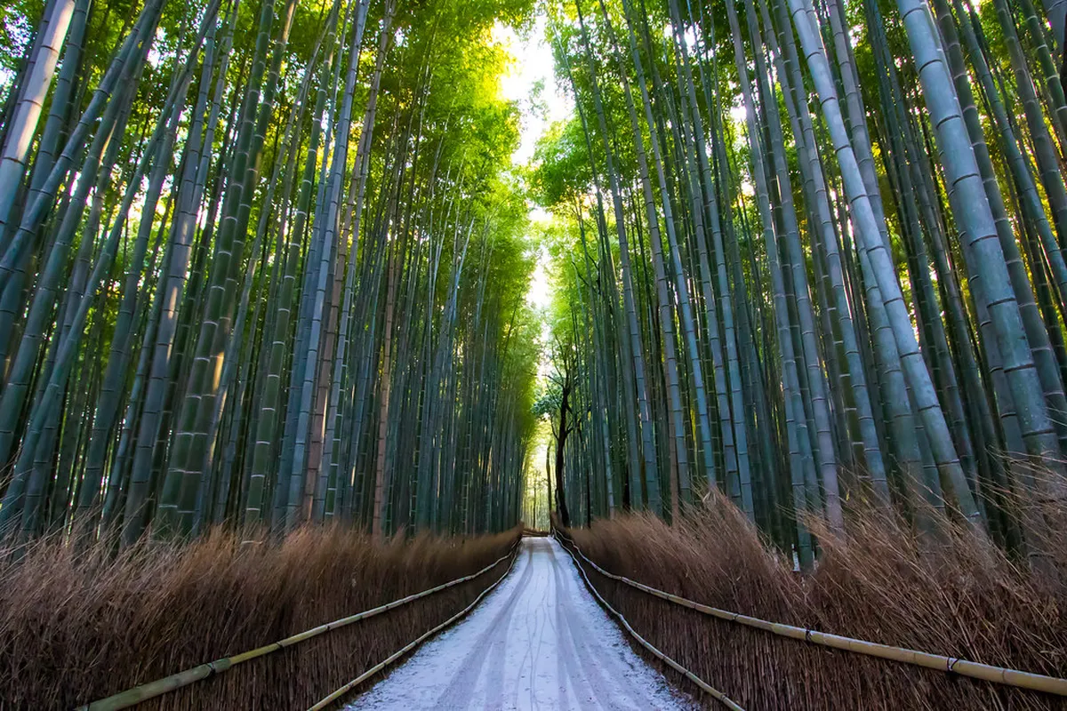 Arashiyama Bamboo Grove Winter Illumination Dates 2026