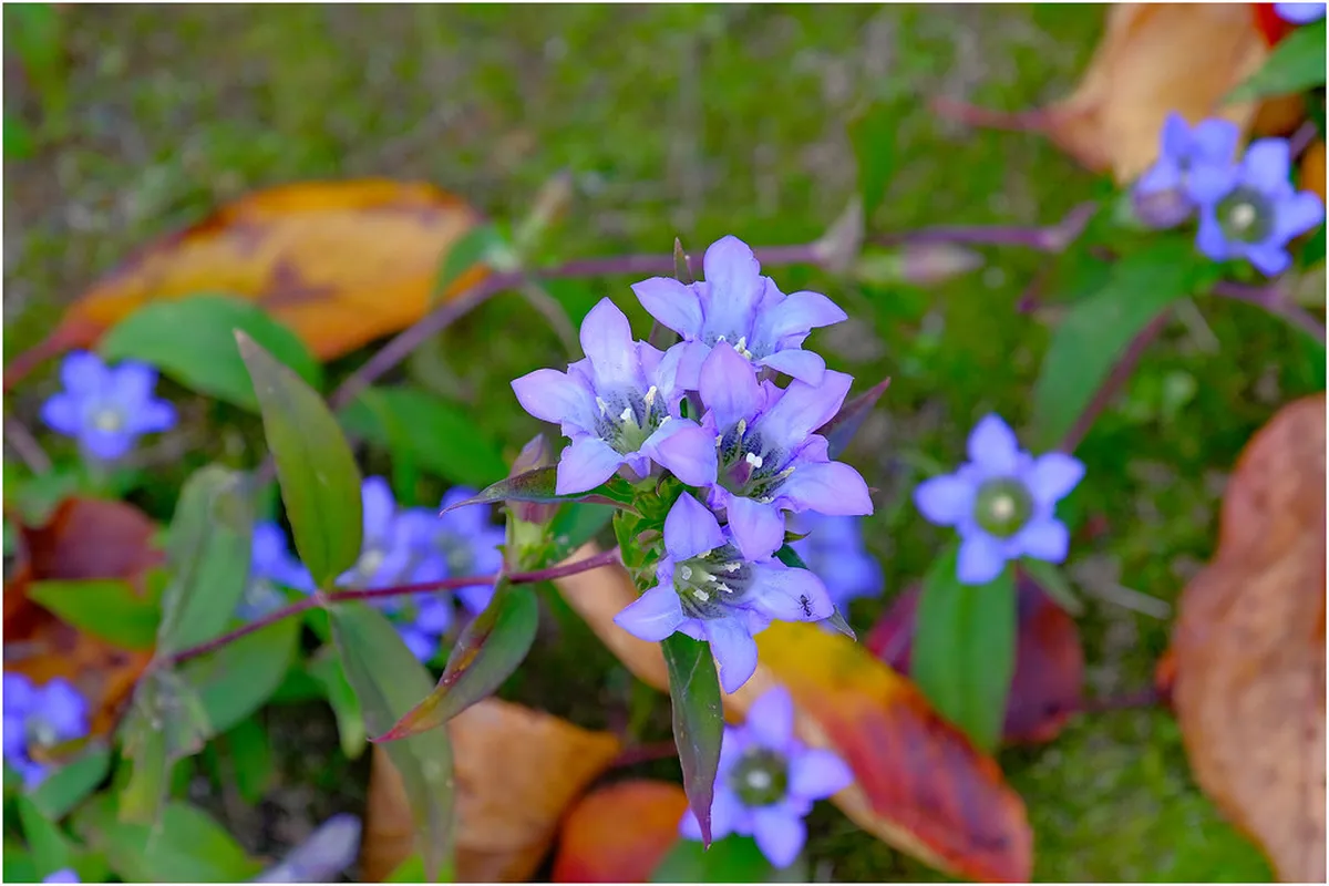 Rainy Days in Kyoto Winter Travel Guide: 2026 Plan