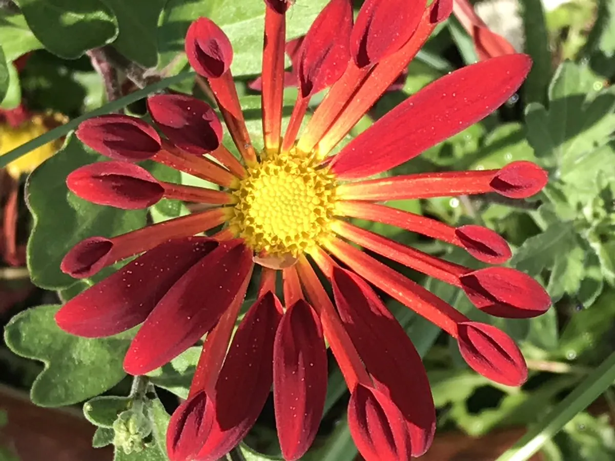 Best Places for Winter Lights in Nara