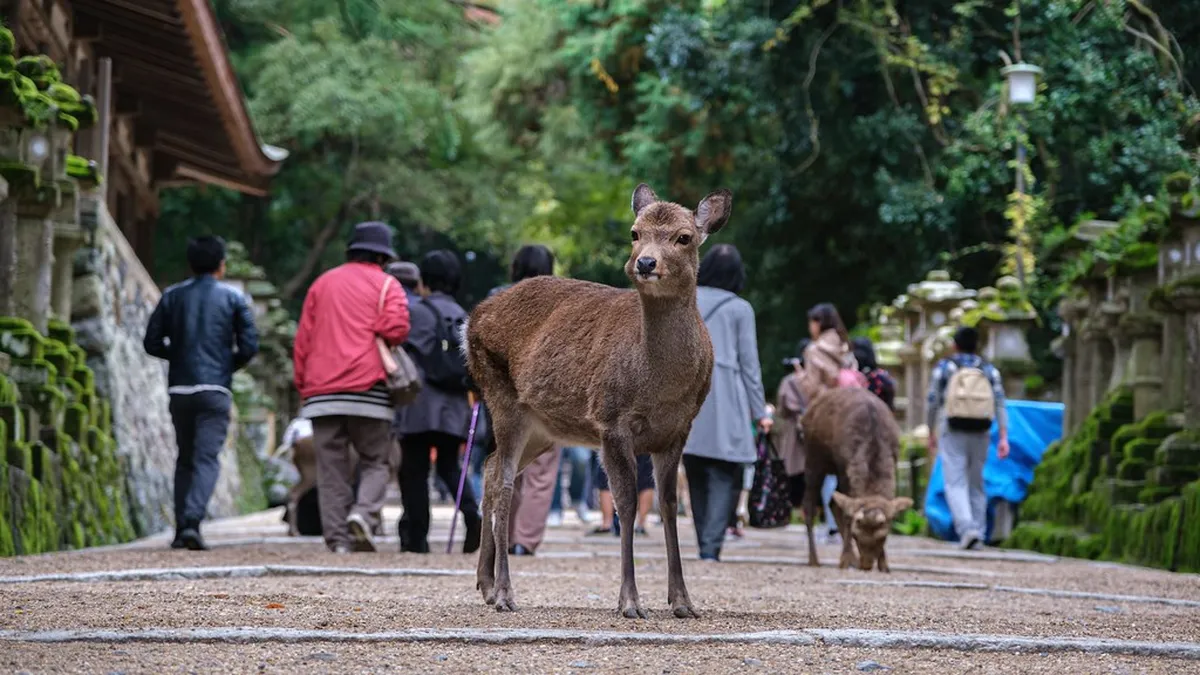 Best Time for Nara Deer Winter Photos: 2026 Tips