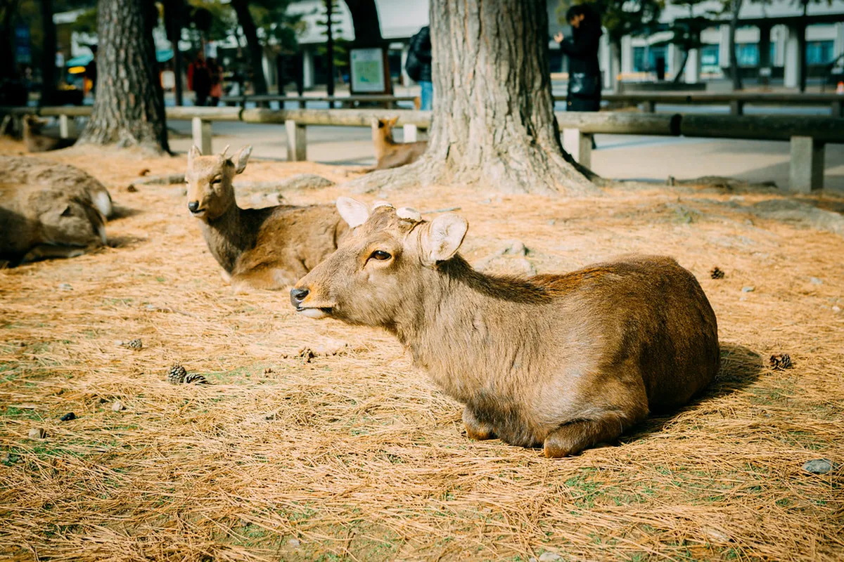 Nara Winter Travel Guide 2026: Tips & Magic