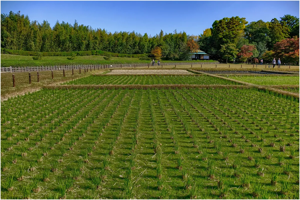 Best Time to Visit Osaka Hikari Renaissance 2026