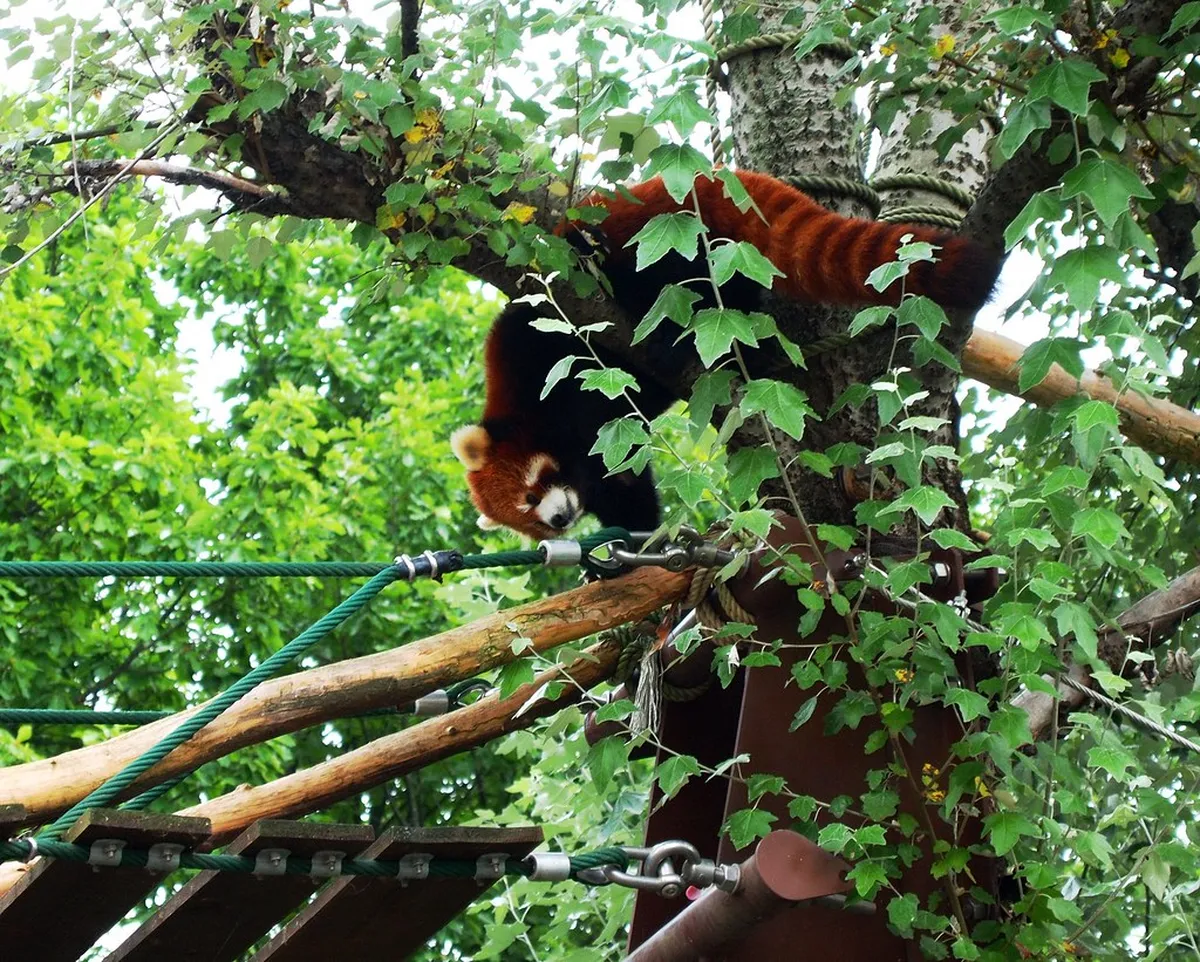 Visiting Asahiyama Zoo from Sapporo in Winter (2026)