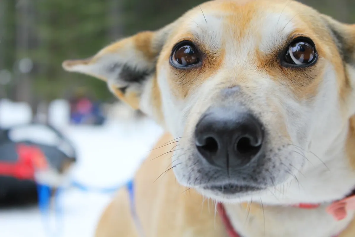 Dog Sledding Tours Near Bodø in Winter 2026 Guide